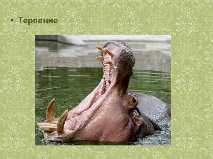  • Терпение 