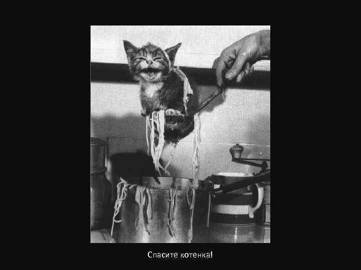 Спасите котенка! 