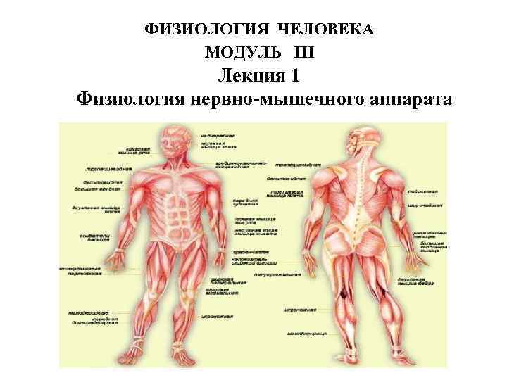 ФИЗИОЛОГИЯ ЧЕЛОВЕКА МОДУЛЬ III Лекция 1 Физиология нервно-мышечного аппарата 