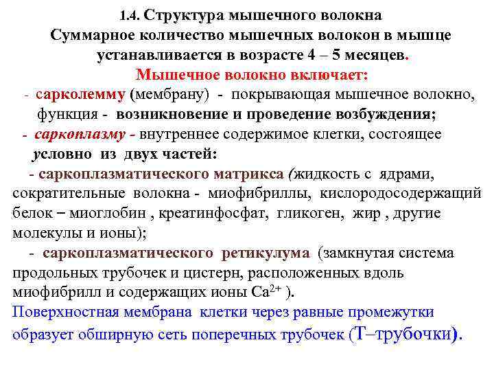 1. 4. Структура мышечного волокна Суммарное количество мышечных волокон в мышце устанавливается в возрасте