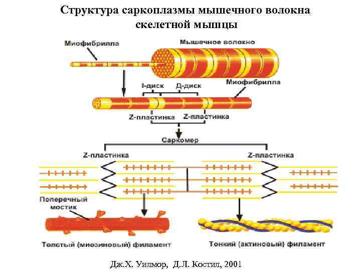 Структура саркоплазмы мышечного волокна скелетной мышцы Дж. Х. Уилмор, Д. Л. Костил, 2001 