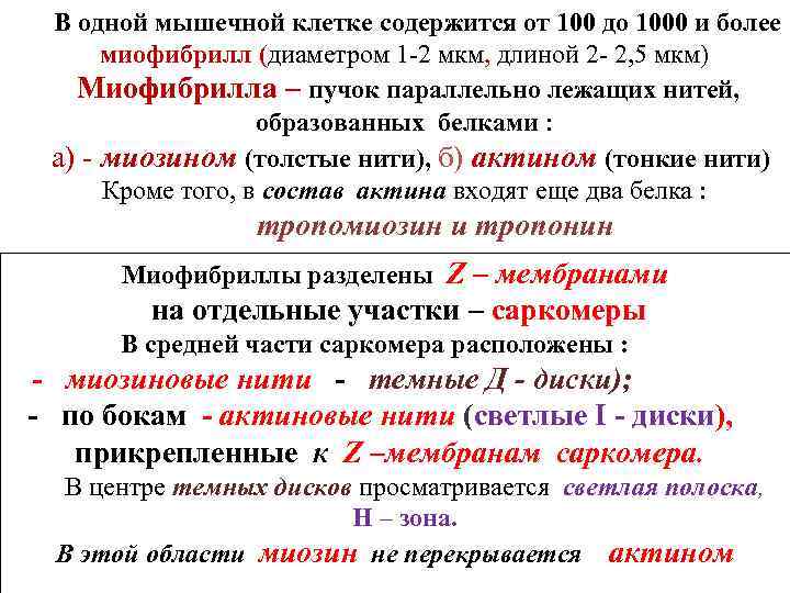 В одной мышечной клетке содержится от 100 до 1000 и более миофибрилл (диаметром 1