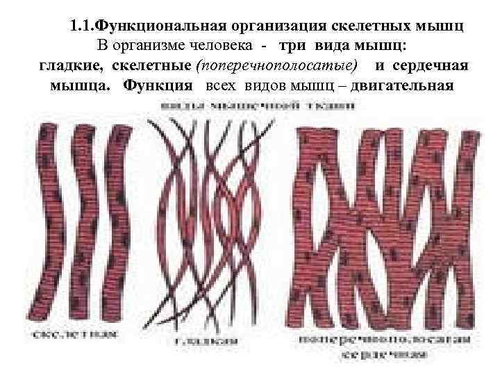 1. 1. Функциональная организация скелетных мышц В организме человека - три вида мышц: гладкие,