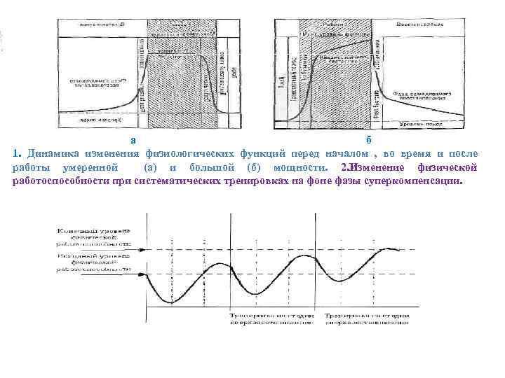 а б 1. Динамика изменения физиологических функций перед началом , во время и после