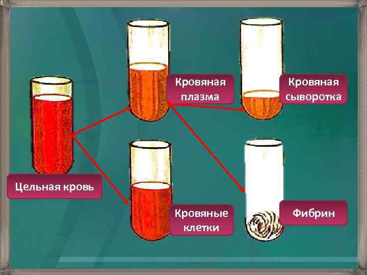 Кровяная сыворотка это