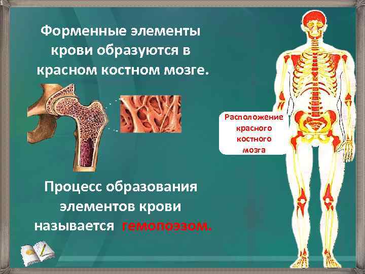 Костный мозг находится. Костный мозг расположение. Расположение желтого костного мозга. Красный костный мозг расположен. Расположение красного костного мозга.