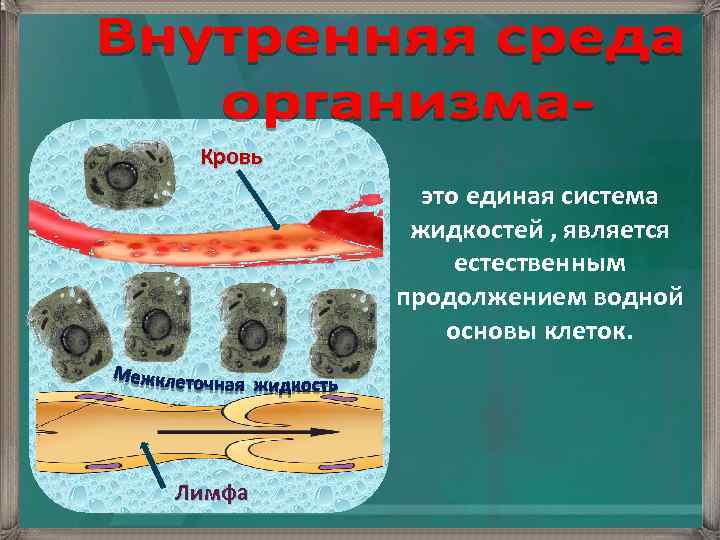 Кровь это единая система жидкостей , является естественным продолжением водной основы клеток. Лимфа 