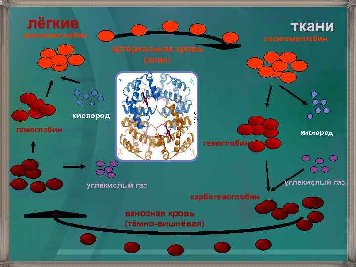 лёгкие ткани оксигемоглобин артериальная кровь (алая) кислород гемоглобин углекислый газ карбогемоглобин венозная кровь (тёмно-вишнёвая)