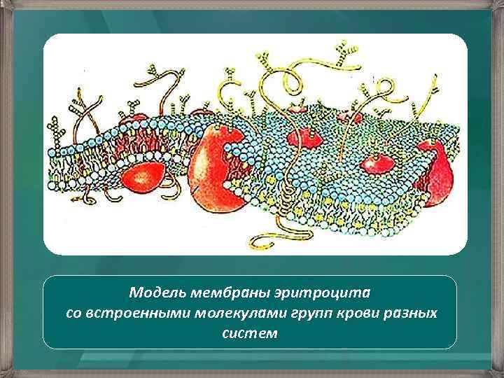 На мембране эритроцитов располагаются особые вещества