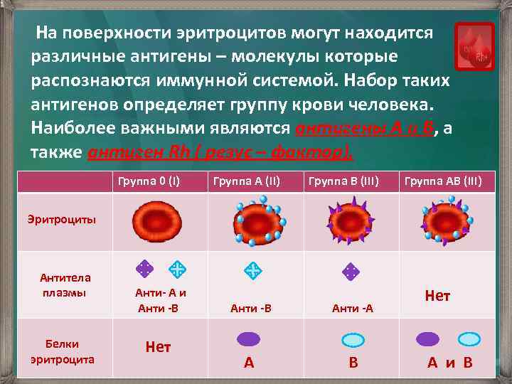 Группа крови клетки. Антигены системы резус расположены на. Эритроцитарные антигены системы АВО. Системы антигенов эритроцитов. Антигены эритроцитов 1 группы крови.