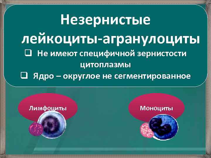 Незернистые лейкоциты-агранулоциты q Не имеют специфичной зернистости цитоплазмы q Ядро – округлое не сегментированное