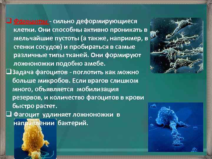 q Фагоциты - сильно деформирующиеся клетки. Они способны активно проникать в мельчайшие пустоты (а