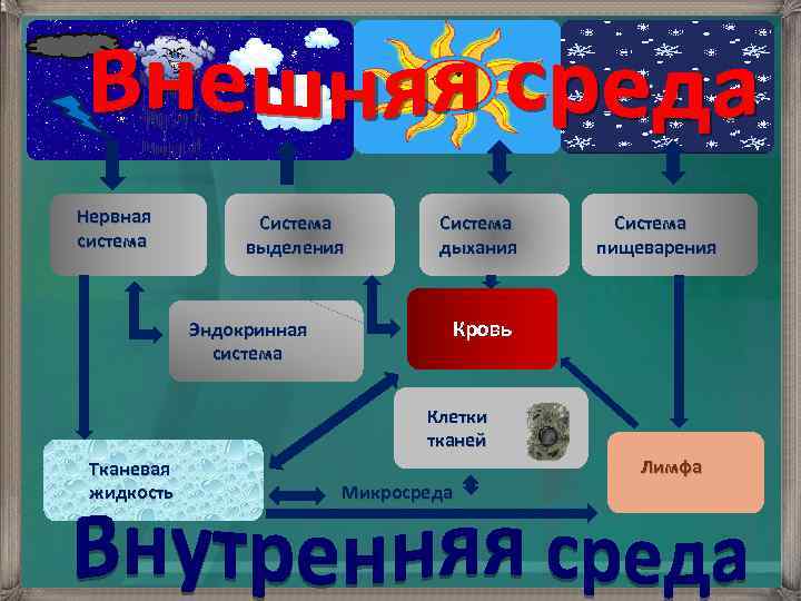 Система организм среда