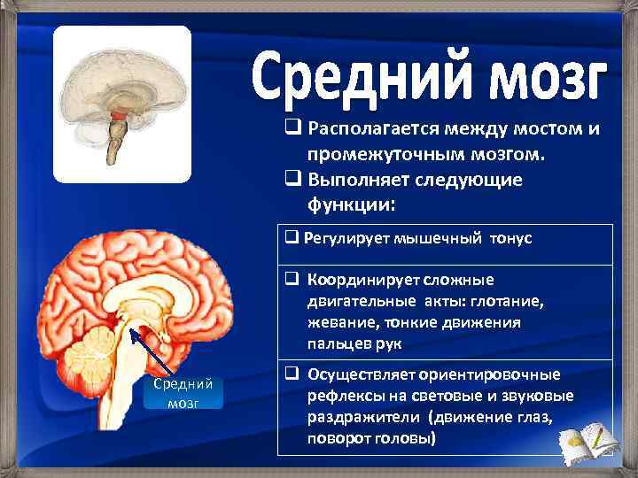 Средний мозг. Промежуточный мозг. Структуры среднего и промежуточного мозга.