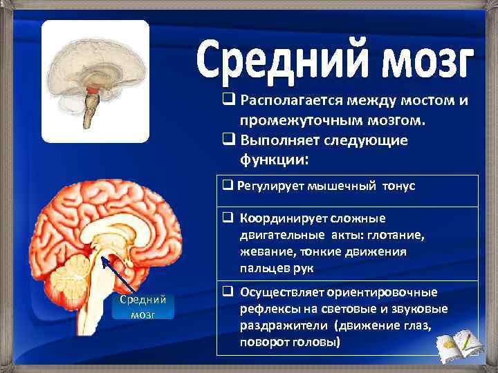 Мозг регулирует. Нарушения среднего мозга. Средний мозг регулирует. Отдел мозга регулирующий координацию движений. Средний мозг выполняет следующие функции.