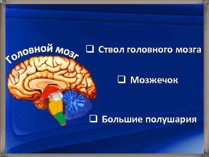 q Ствол головного мозга q Мозжечок q Большие полушария 