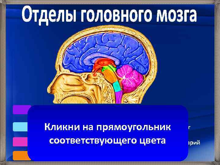 Спинной мозг Средний мозг Промежуточный Кликни на прямоугольник мозг соответствующего цвета полушарий Мозжечок Кора