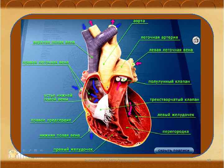 Ананьева О. П. , МОУ Оревская сош 10 
