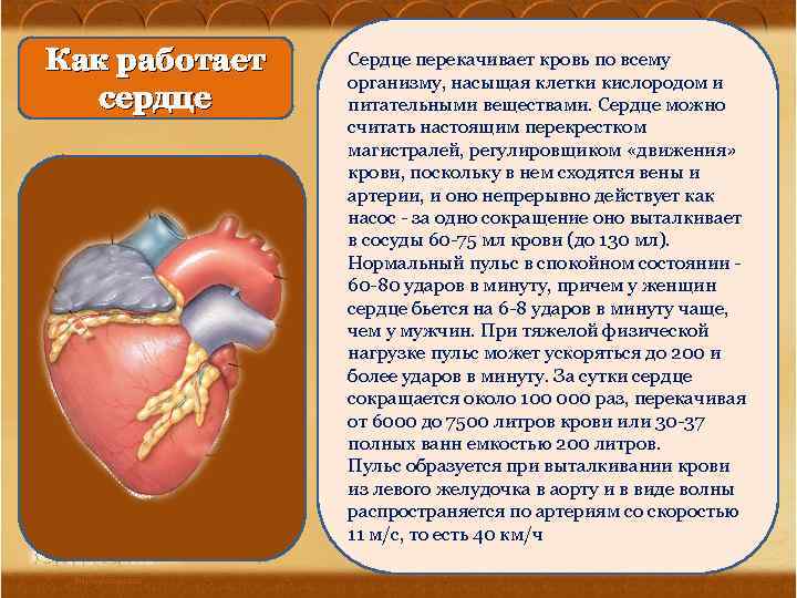 Как работает сердце Сердце перекачивает кровь по всему организму, насыщая клетки кислородом и питательными