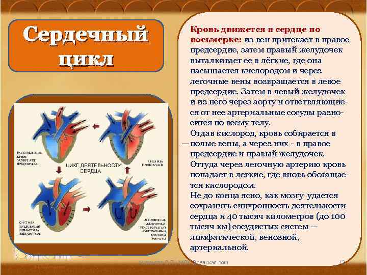 Сердечный цикл Кровь движется в сердце по восьмерке: из вен притекает в правое предсердие,