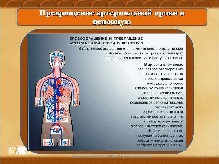 Превращение артериальной крови в венозную Ананьева О. П. , МОУ Оревская сош 17 