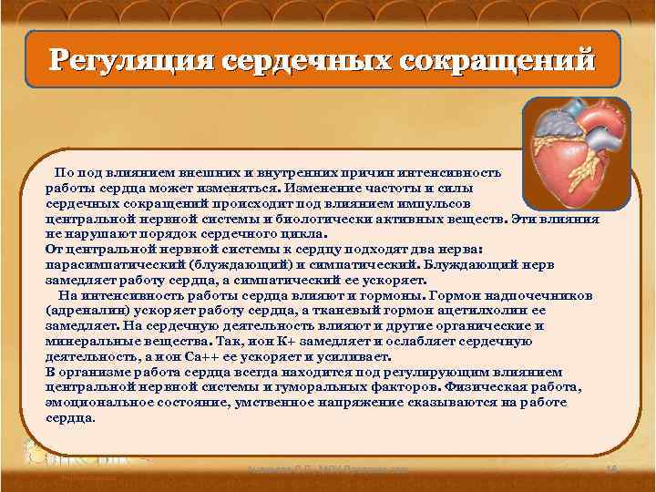 Регуляция сердечных сокращений о под влиянием внешних и внутренних причин интенсивность работы сердца может