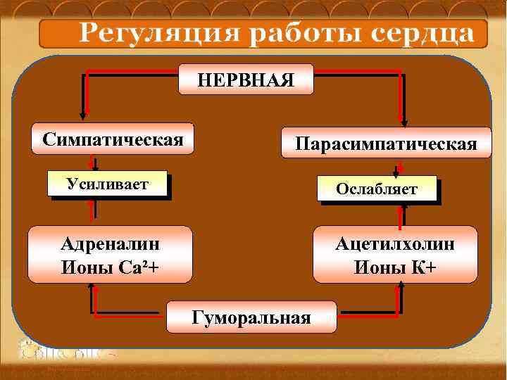 Регуляция работы сердца НЕРВНАЯ Симпатическая Парасимпатическая Усиливает Ослабляет Адреналин Ионы Са²+ Ацетилхолин Ионы К+