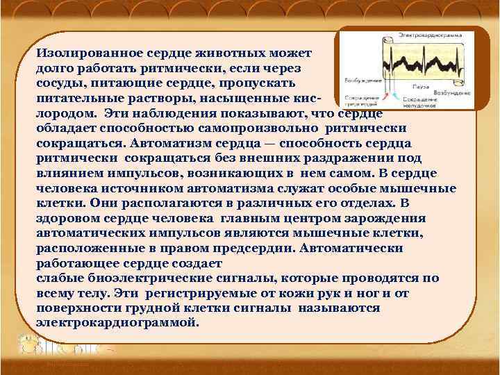 Изолированное сердце животных может долго работать ритмически, если через сосуды, питающие сердце, пропускать питательные