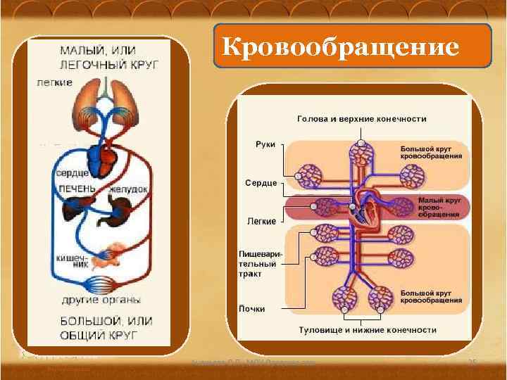 Кровообращение Ананьева О. П. , МОУ Оревская сош 25 