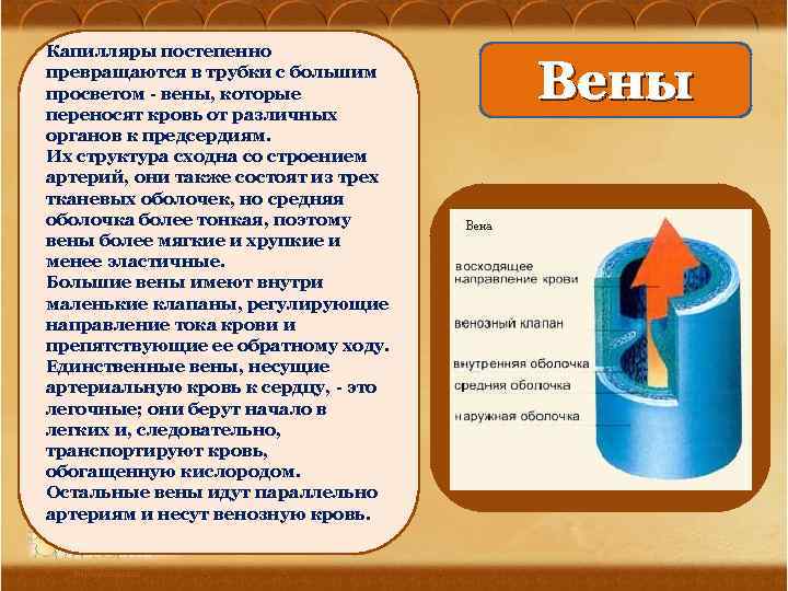 Капилляры постепенно превращаются в трубки с большим просветом - вены, которые переносят кровь от