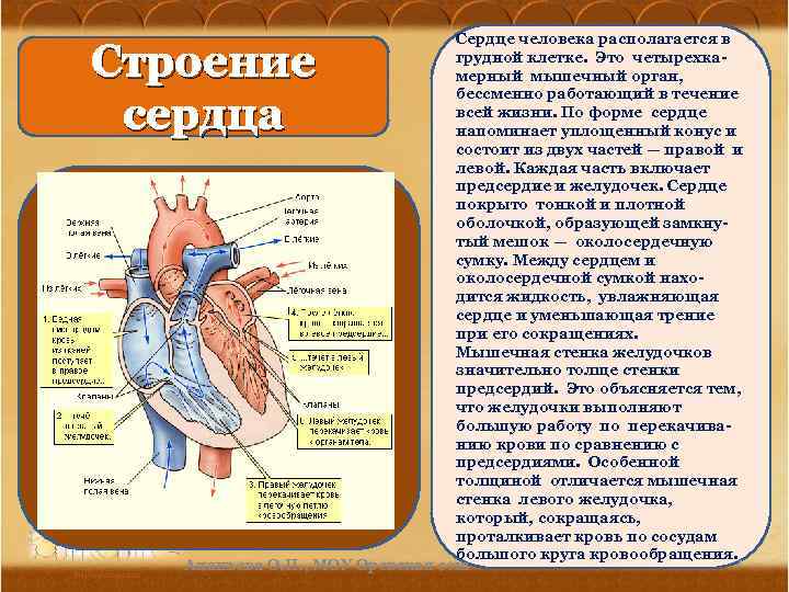 Сердце человека располагается в грудной клетке. Это четырехкамерный мышечный орган, бессменно работающий в течение
