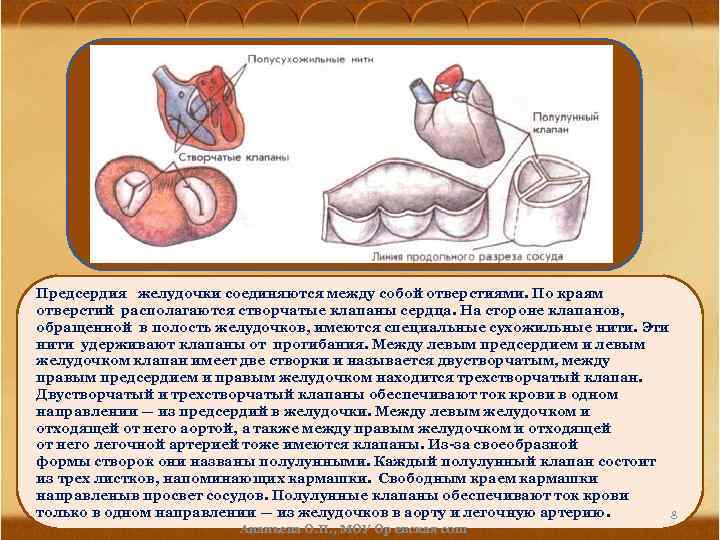 Предсердия желудочки соединяются между собой отверстиями. По краям отверстий располагаются створчатые клапаны сердца. На