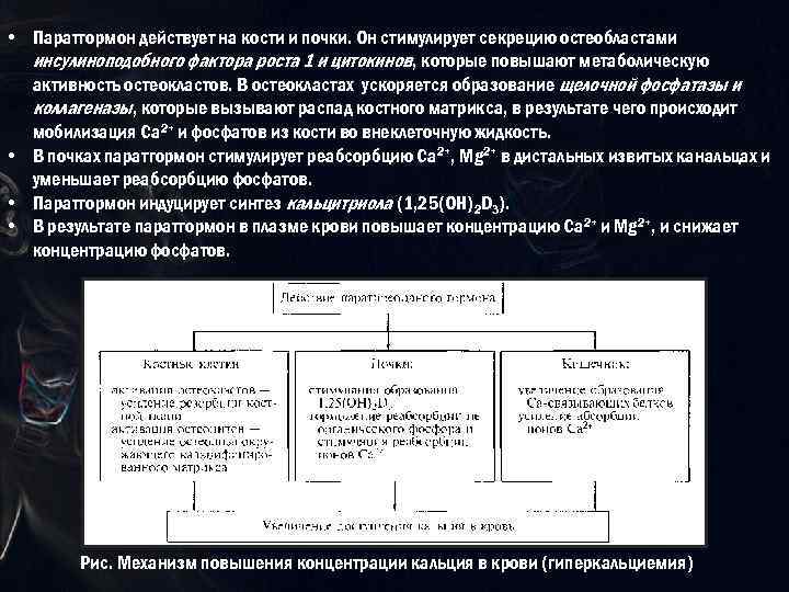  • Паратгормон действует на кости и почки. Он стимулирует секрецию остеобластами инсулиноподобного фактора