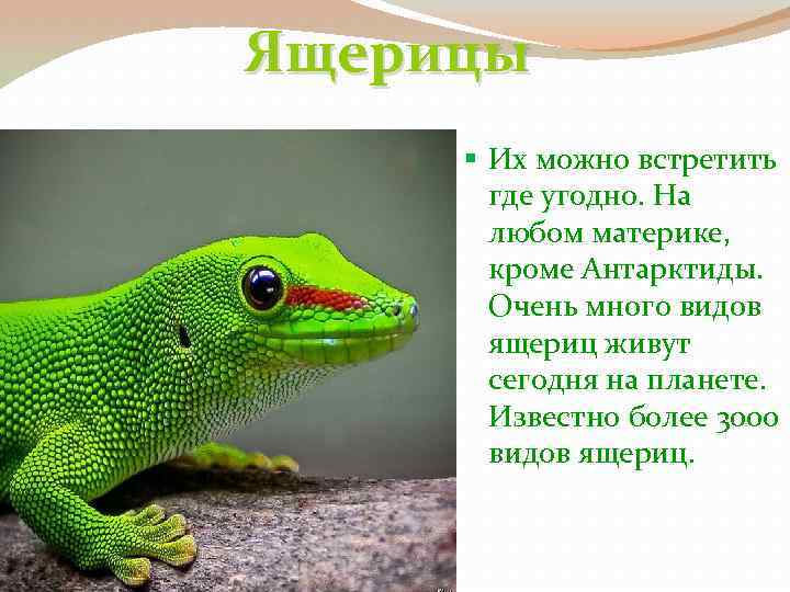 Рептилии презентация для детей