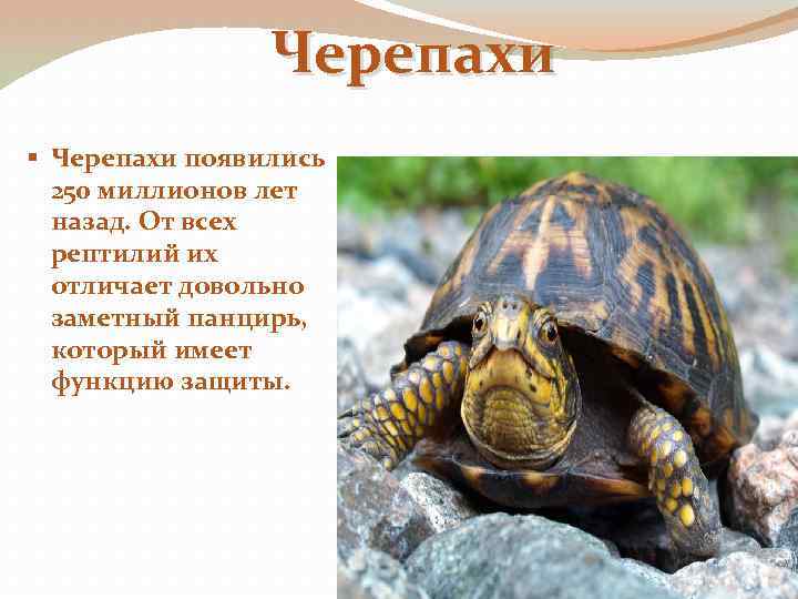 Черепахи § Черепахи появились 250 миллионов лет назад. От всех рептилий их отличает довольно