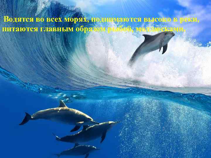  Водятся во всех морях, поднимаются высоко в реки, питаются главным образом рыбой, моллюсками.