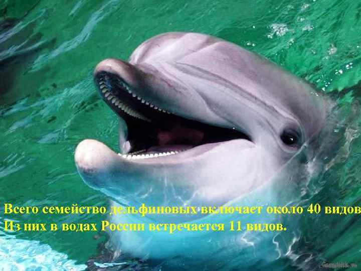 Всего семейство дельфиновых включает около 40 видов Из них в водах России встречается 11