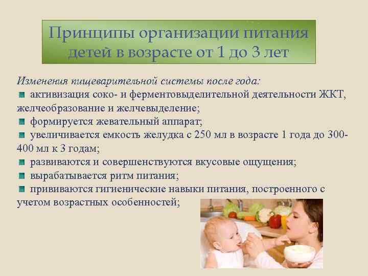 Принципы организации питания детей в возрасте от 1 до 3 лет Изменения пищеварительной системы