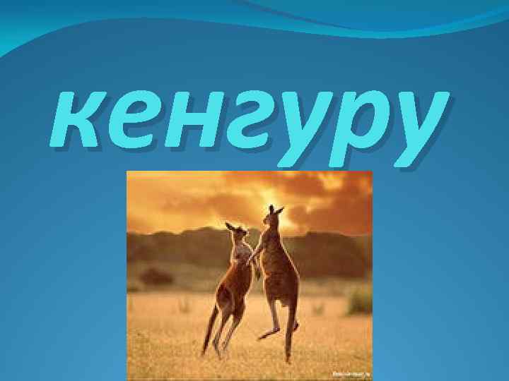 кенгуру 
