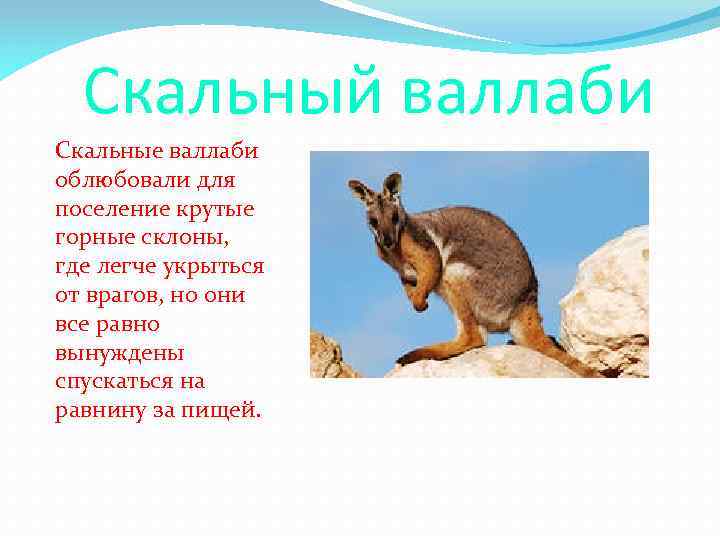 Скальный валлаби Скальные валлаби облюбовали для поселение крутые горные склоны, где легче укрыться от