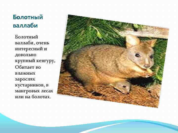 Болотный валлаби, очень интересный и довольно крупный кенгуру, Обитает во влажных зарослях кустарников, в