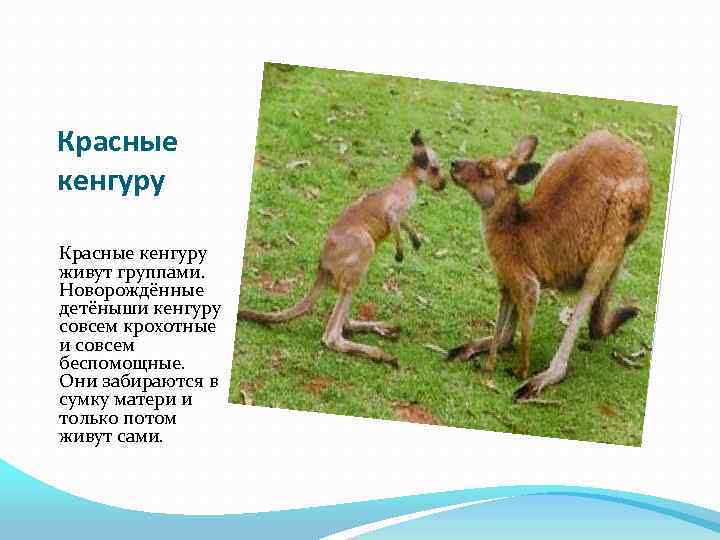 Красные кенгуру живут группами. Новорождённые детёныши кенгуру совсем крохотные и совсем беспомощные. Они забираются