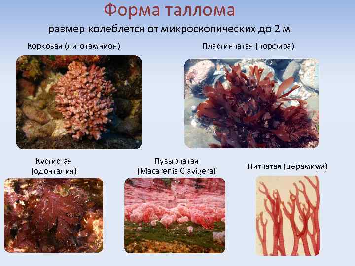 Форма таллома размер колеблется от микроскопических до 2 м Корковая (литотамнион) Кустистая (одонталия) Пластинчатая