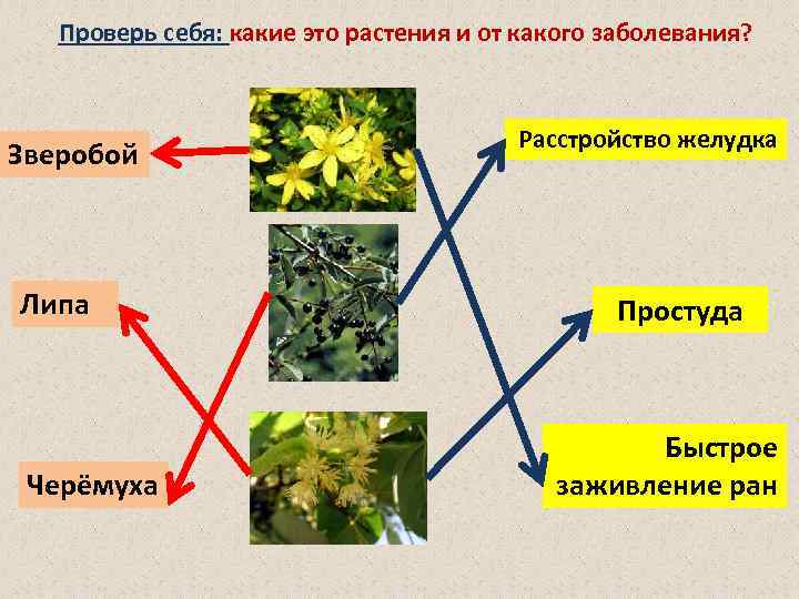 Проверь себя: какие это растения и от какого заболевания? Зверобой Липа Черёмуха Расстройство желудка