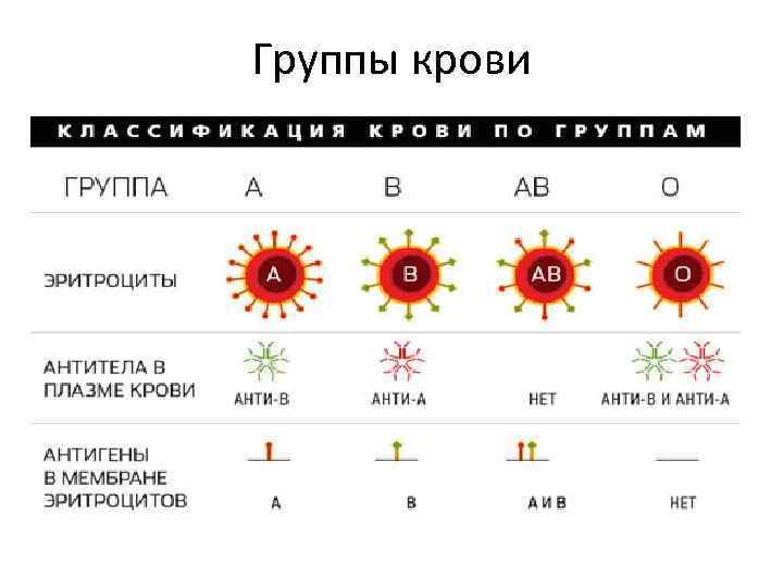 Группы крови 