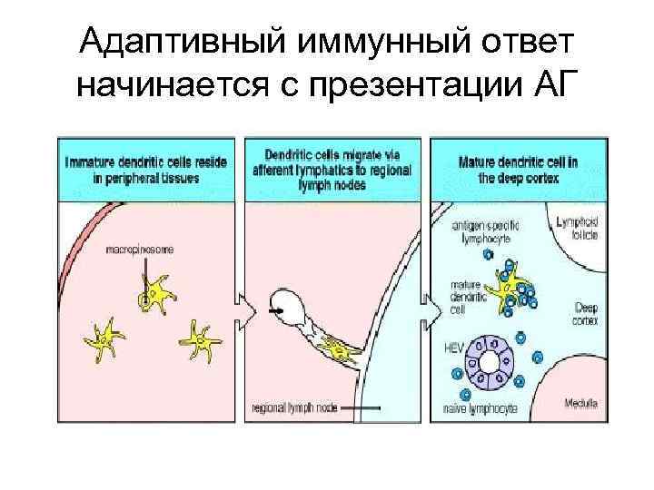 Иммунный ответ иммунология презентация