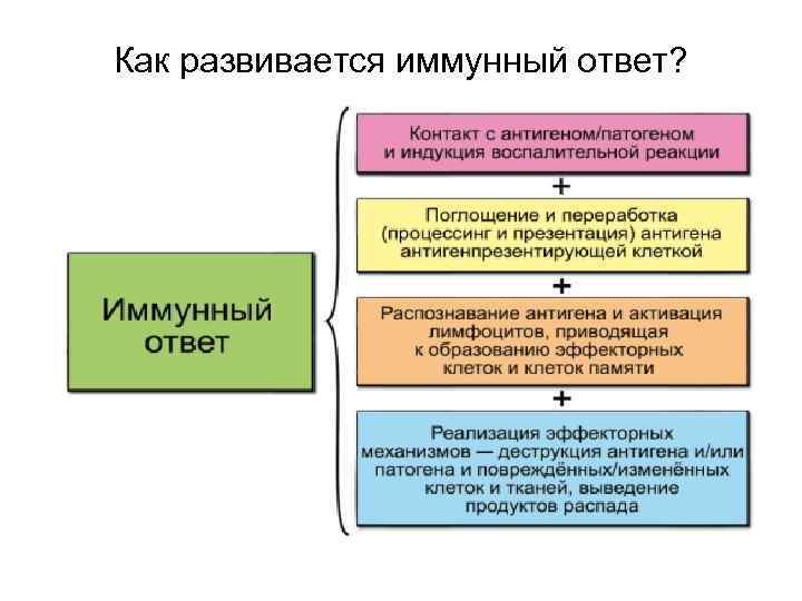 Как развивается иммунный ответ? 