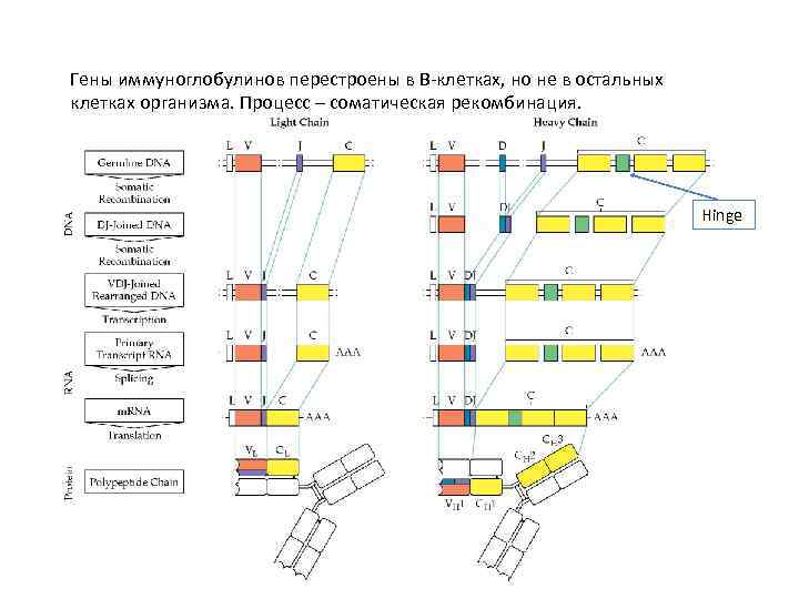 Гены иммуноглобулинов перестроены в В-клетках, но не в остальных клетках организма. Процесс – соматическая