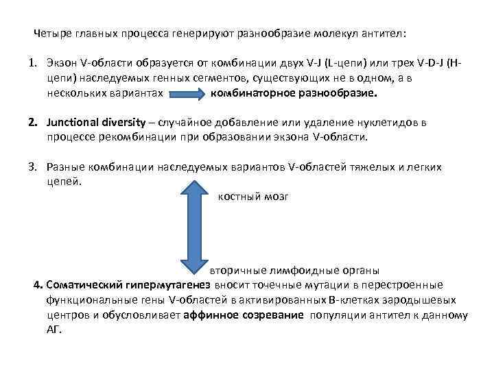 Четыре главных процесса генерируют разнообразие молекул антител: 1. Экзон V-области образуется от комбинации двух