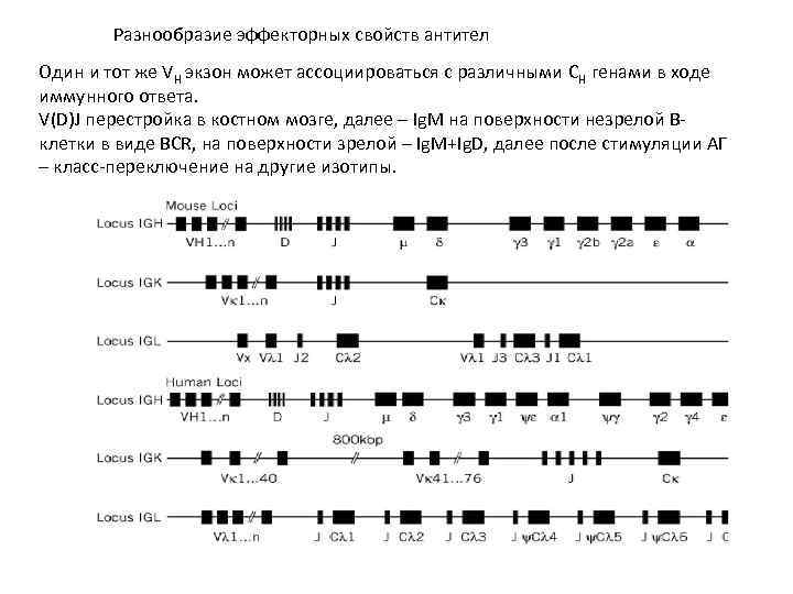 Разнообразие эффекторных свойств антител Один и тот же VH экзон может ассоциироваться с различными